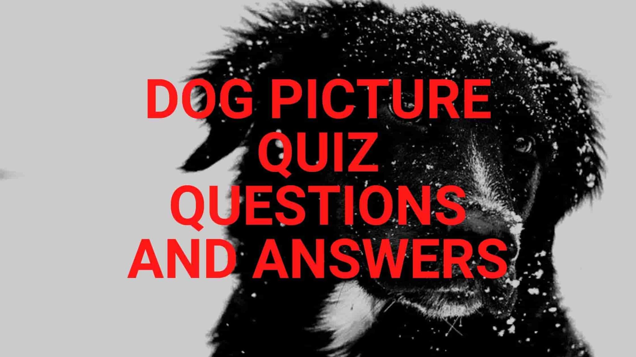 good research questions about dogs
