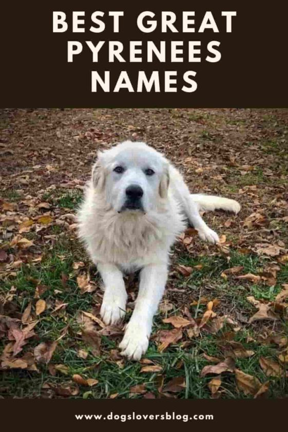 +120 Best Great Pyrenees Names For Your New Great Friend