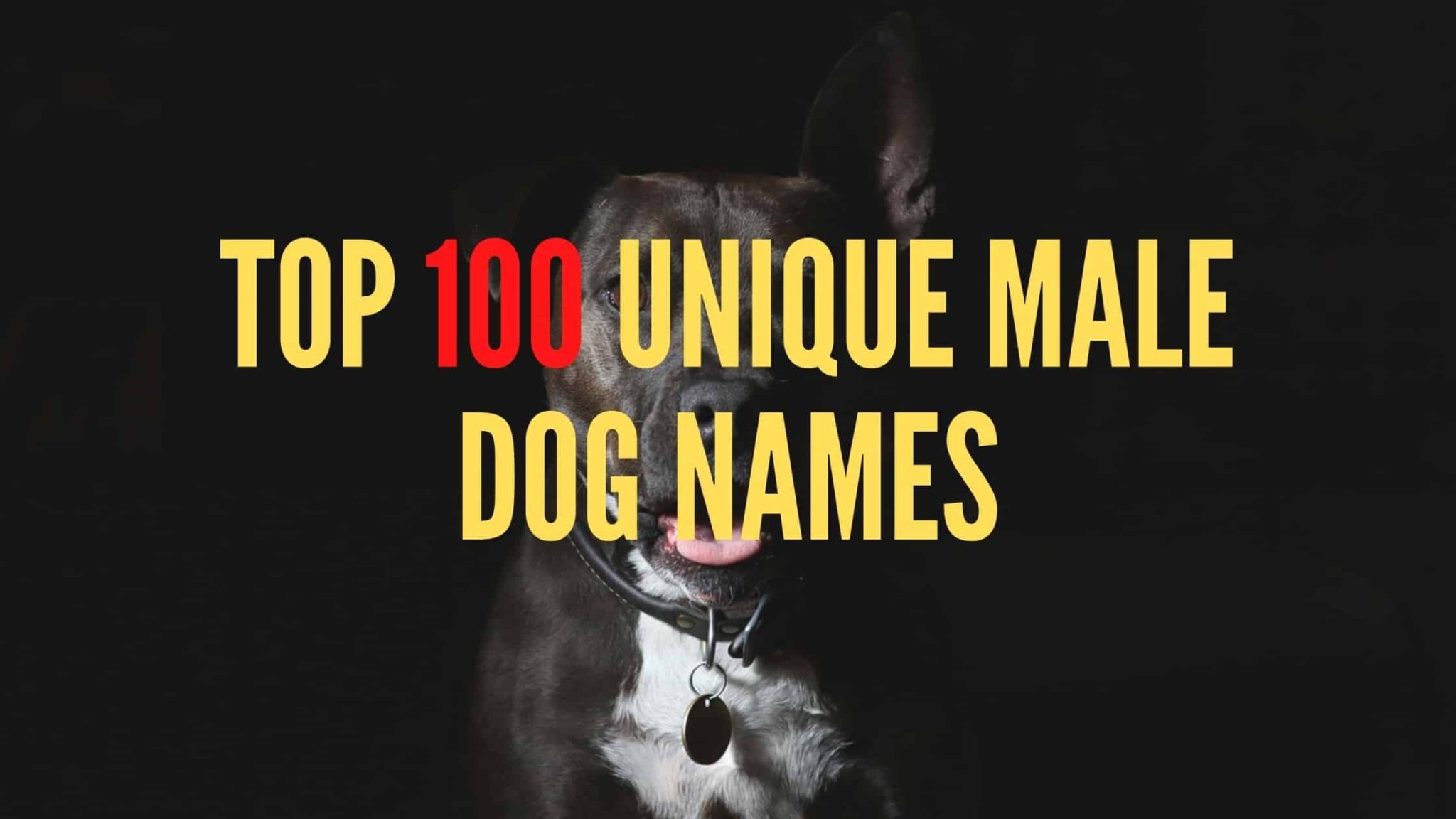 Top 100 Dog Names Category Dogs Lovers Blog