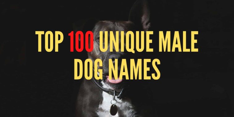 +150 Beautiful Korean Dog Names With Proper Meanings