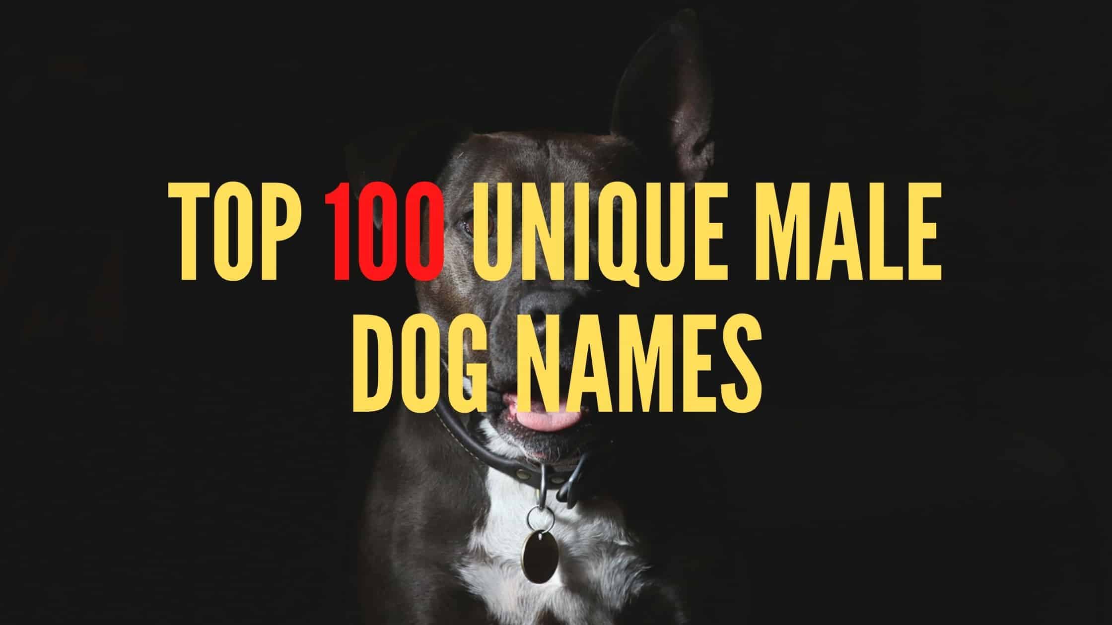 Top 100 Unique Male Dog Names Which One Is Your Favorite?