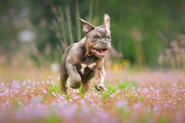 Strong Native American Names For Dogs