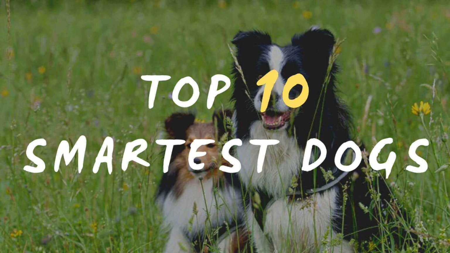 10 Reasons Why We Love Dogs | I Love Dogs Because... | Dogs Lovers Blog