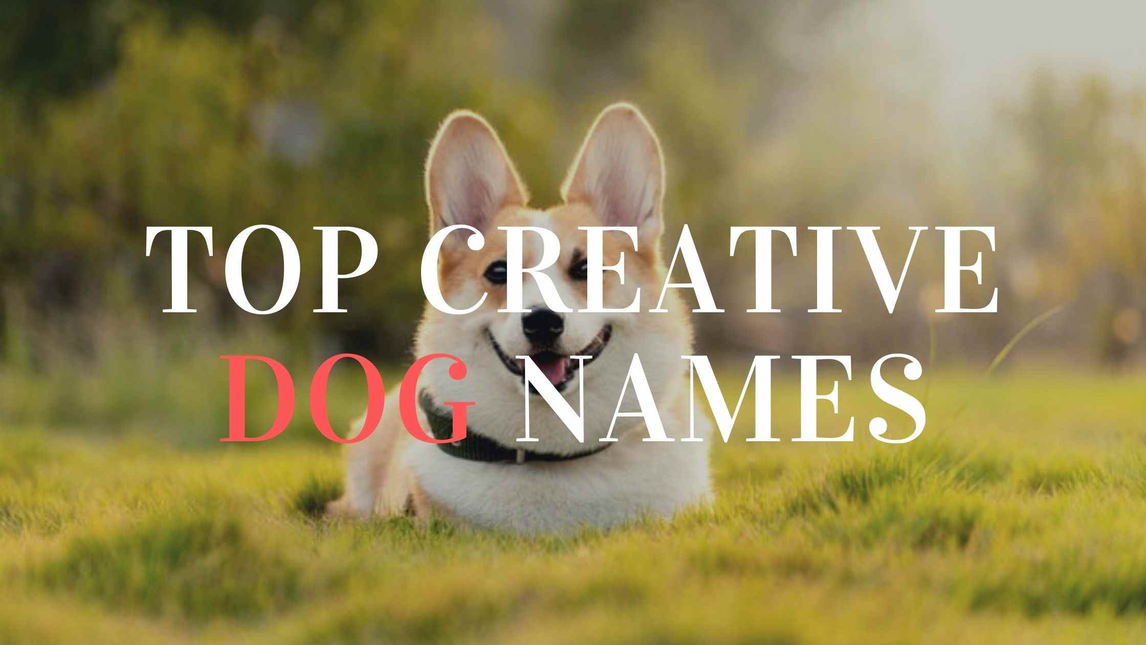 Top 300 Creative Dog Names You Probably Haven't Heard About