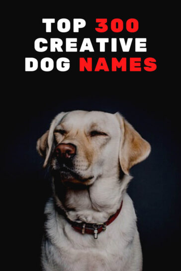 Top 300 Creative Dog Names You Probably Haven't Heard About