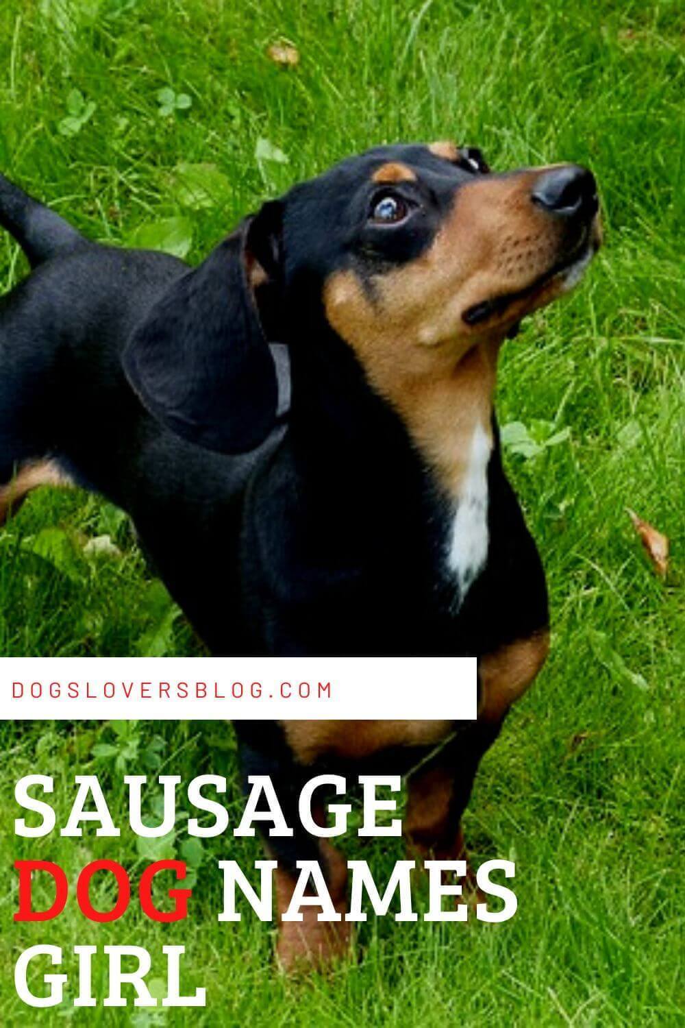 60-best-sausage-dog-names-girl-for-your-adorable-puppy