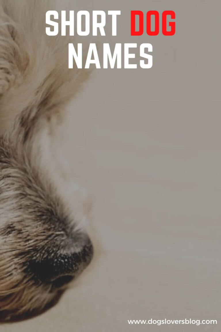 100 Best Short Dog Names: The Cutest Options for Your Four-Legged Companion