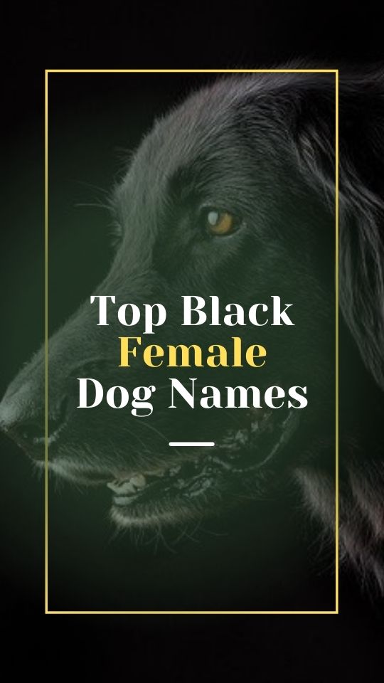 Top Black Female Dog Names 2021 - Hundreds of Gorgeous Black Girl Puppy ...