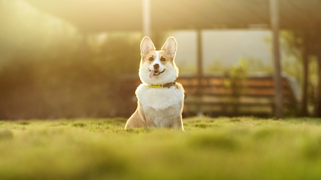 top 10 cutest dogs in the world 2022