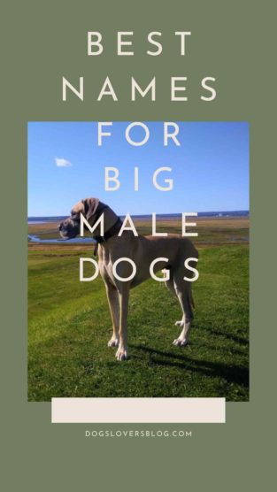 80-best-names-for-big-male-dogs-that-will-fit-your-big-male-dog