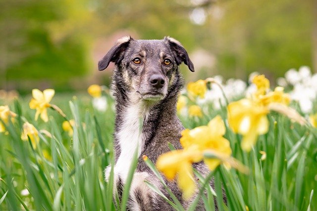 white-flower-names-for-dogs-archives-dogs-lovers-blog