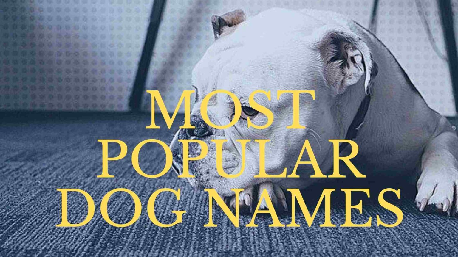 Top 100 Dog Names Category | Dogs Lovers Blog