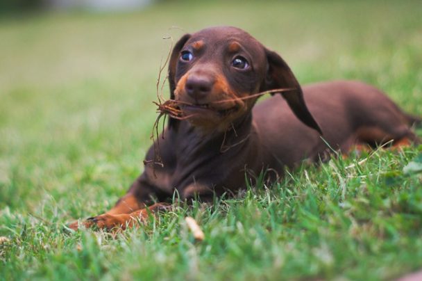 60-best-sausage-dog-names-girl-for-your-adorable-puppy