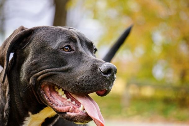 70-of-the-best-strong-male-dog-names-for-pitbulls-2024