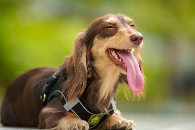 what is the best harness for a dachshund