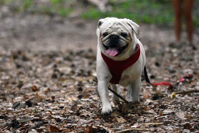 how do you teach a puppy to walk on a leash