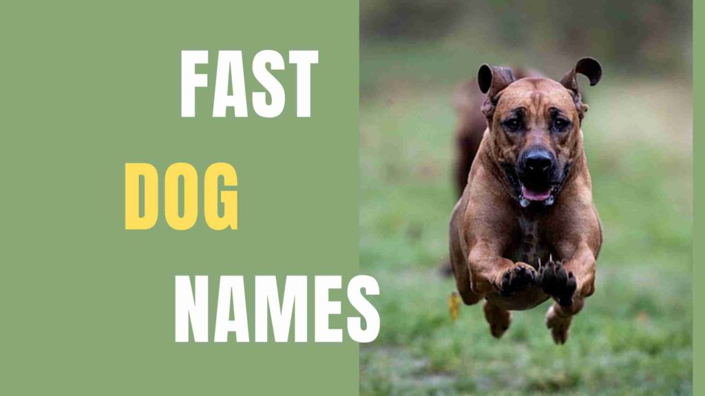 fast animal names