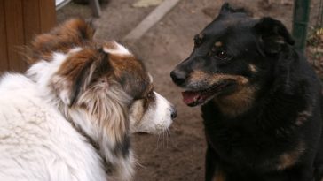 How To Teach Dog To Greet Other Dogs Calmly Guide