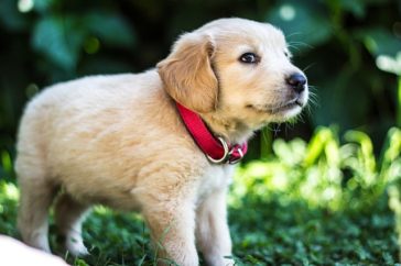 Best Collars for Golden Retrievers in 2023 ( Top 7 Reviewed )