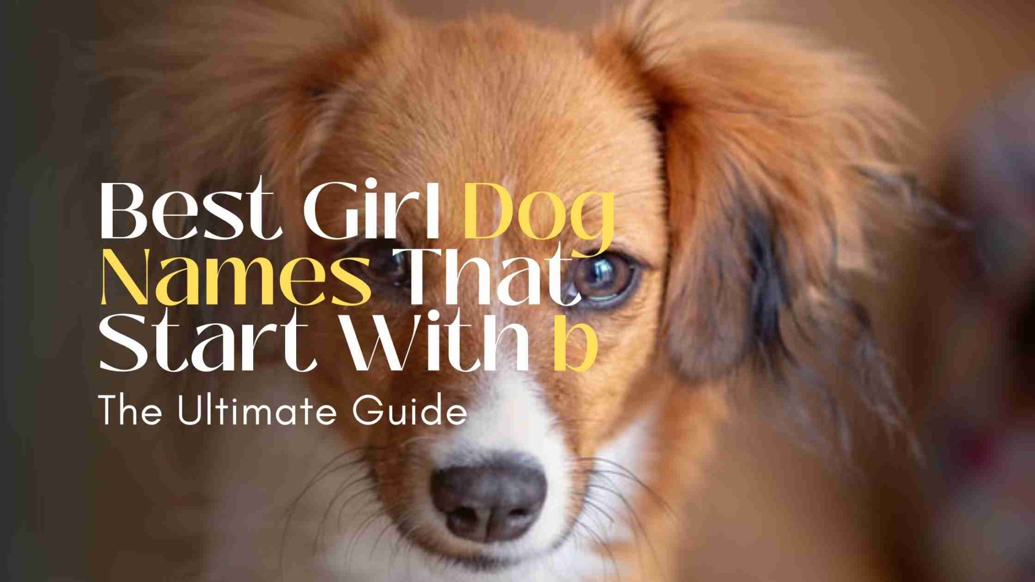 +150 Adorable Girl Dog Names That Start With b - Creative Girl Dog Names