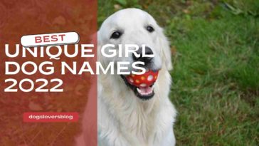 +1000 Most Unique Girl Dog Names 2022 - Creative Girl Dog Names