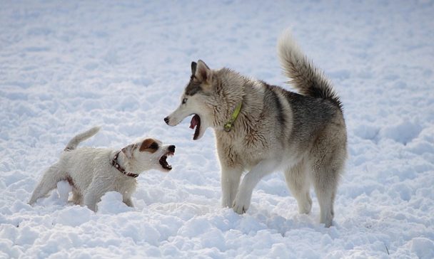 10 Best Cold Weather Dog Breeds - What Are The Best Dogs For Winter?