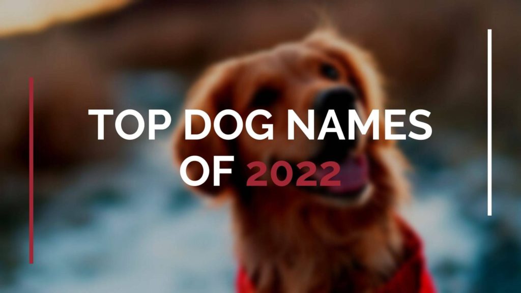 211-adorable-french-dog-names-male-unusual-puppy-names-with-meanings