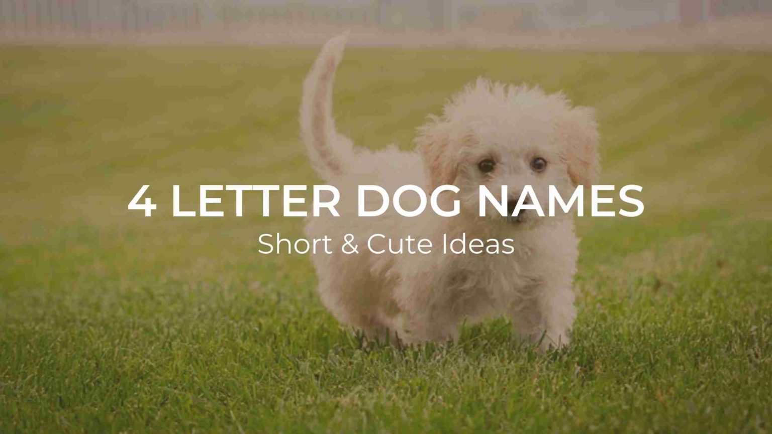 best-4-letter-dog-names-short-cute-ideas-for-boy-girl-canine