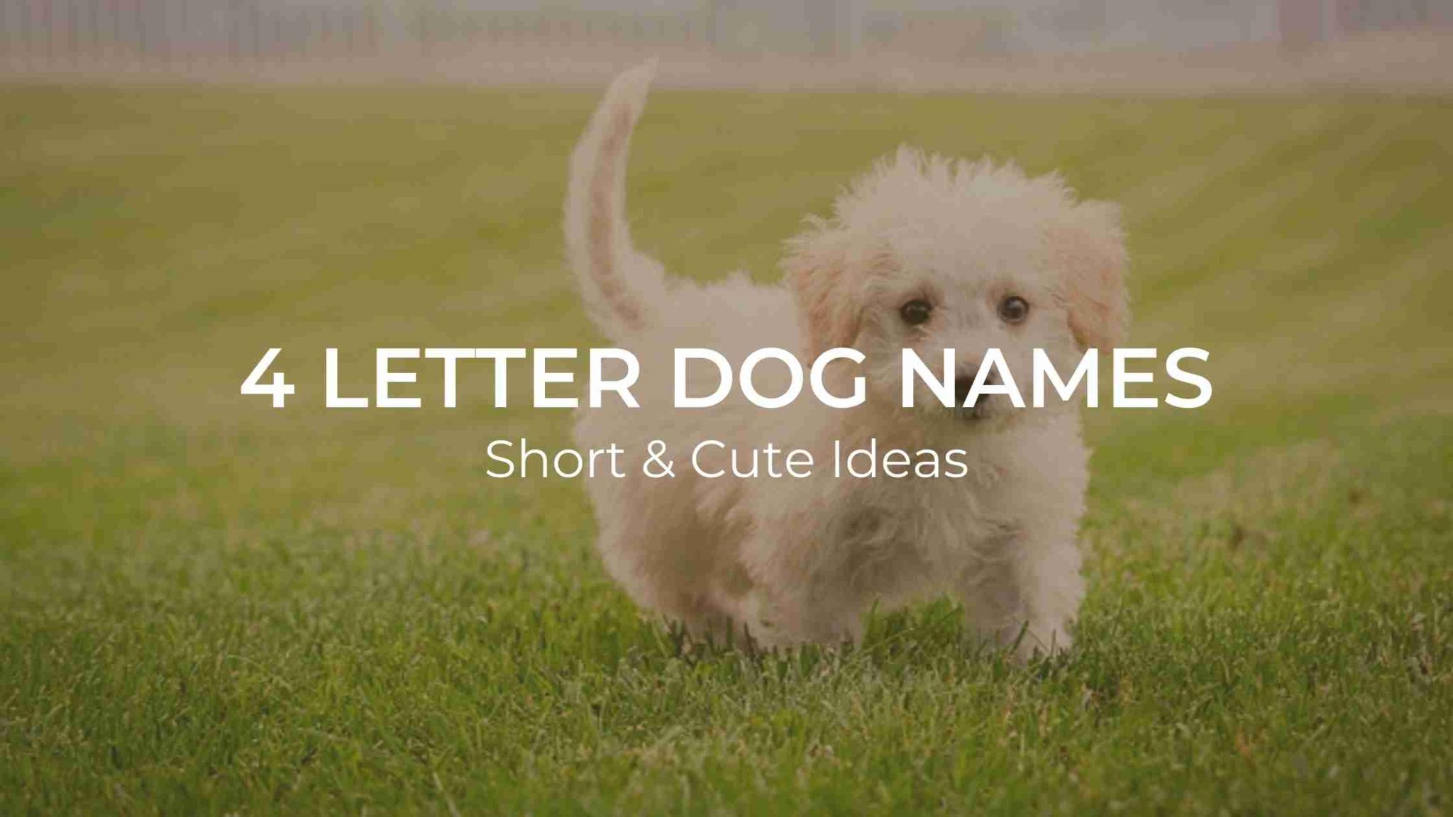 4-letter-dog-names-girl-archives-dogs-lovers-blog