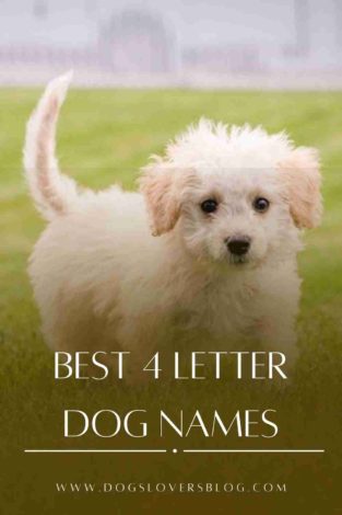 Best 4 Letter Dog Names - Short & Cute Ideas for Boy & Girl Canine!