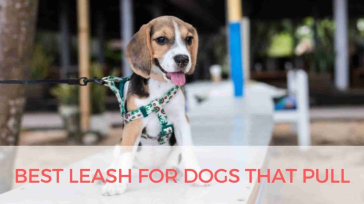 10 Best Leash For Dogs That Pull in 2024 ( Reviews & Top Picks )