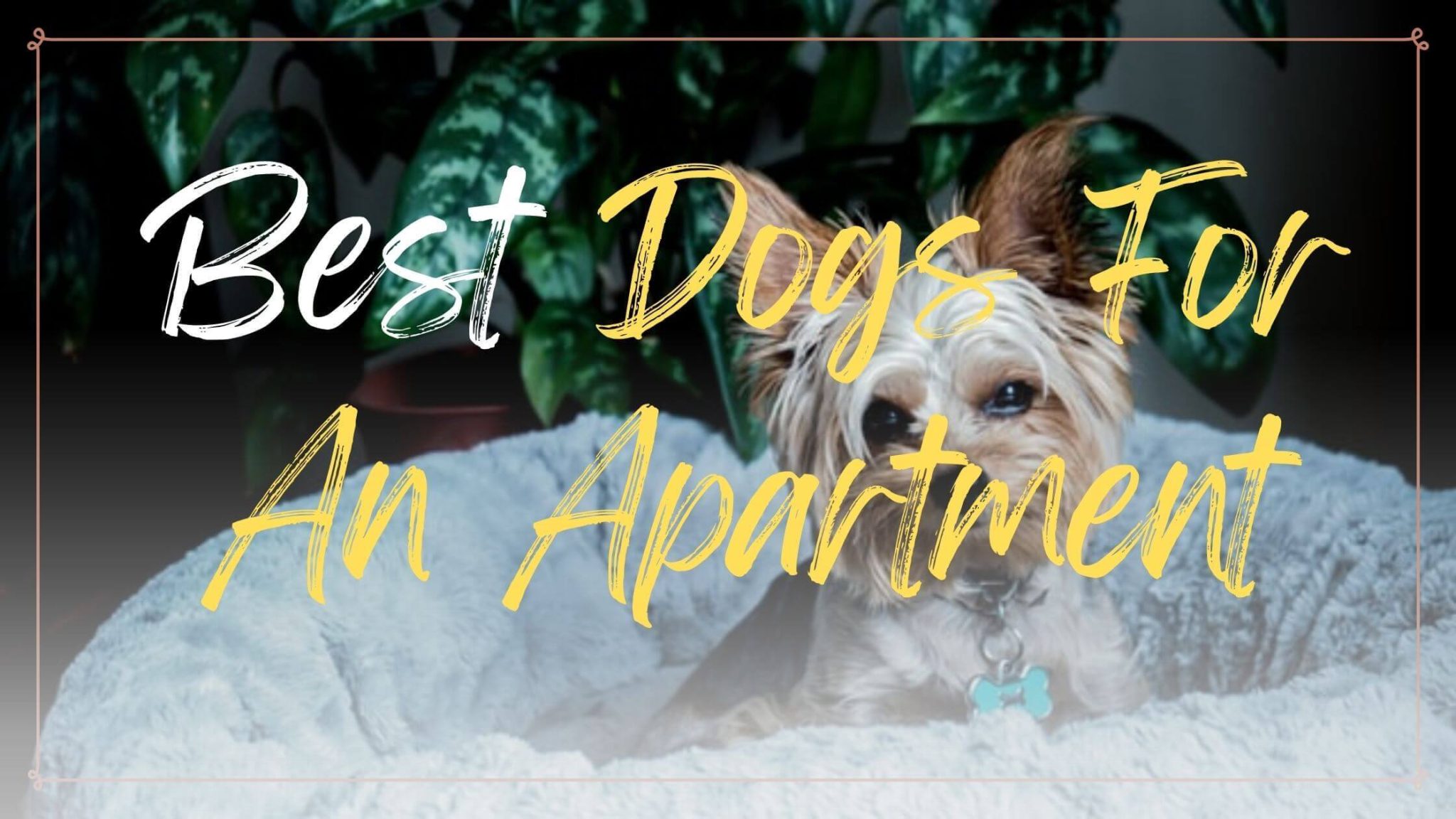 10 Best Dogs For An Apartment Small, Quiet, and LowMaintenance Breeds