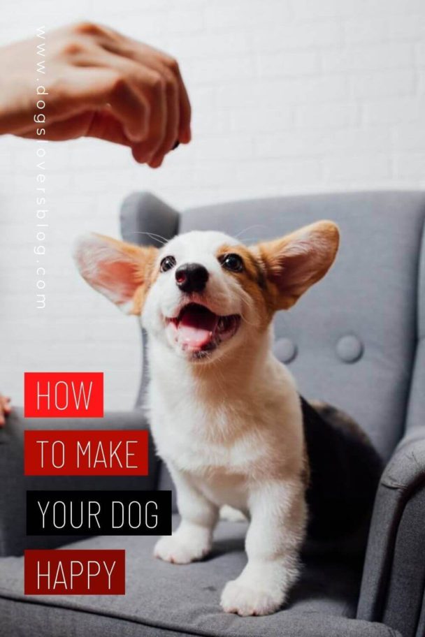 How To Make Your Dogs Happy? 10 Simple Ways to Keep Your Dog Joyful