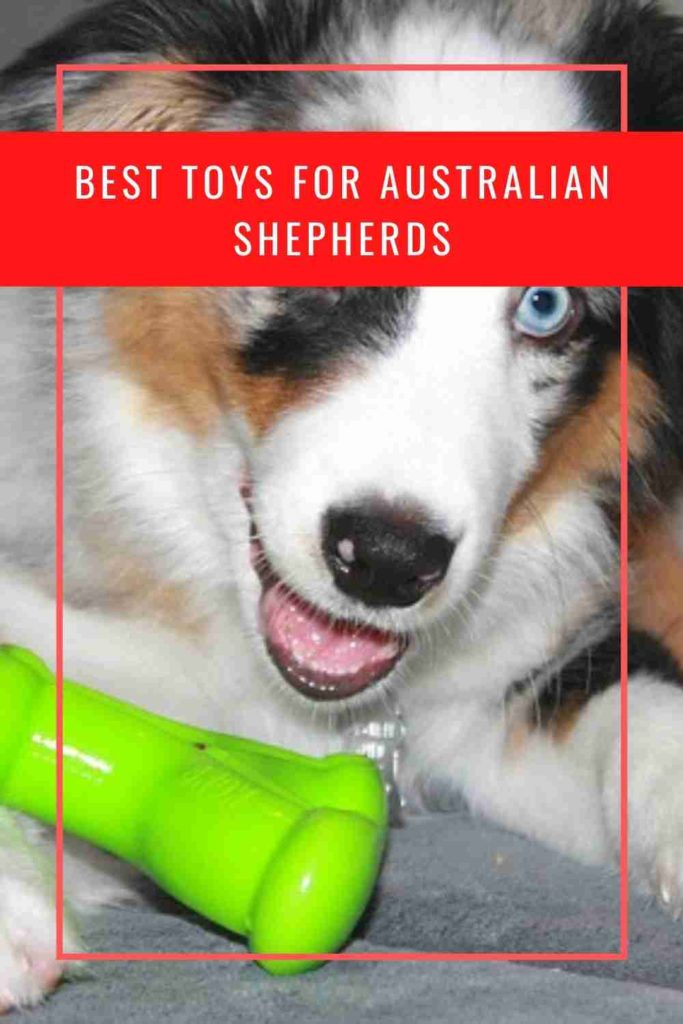 7 Best Toys for Australian Shepherds Reviews & Top Picks in 2023