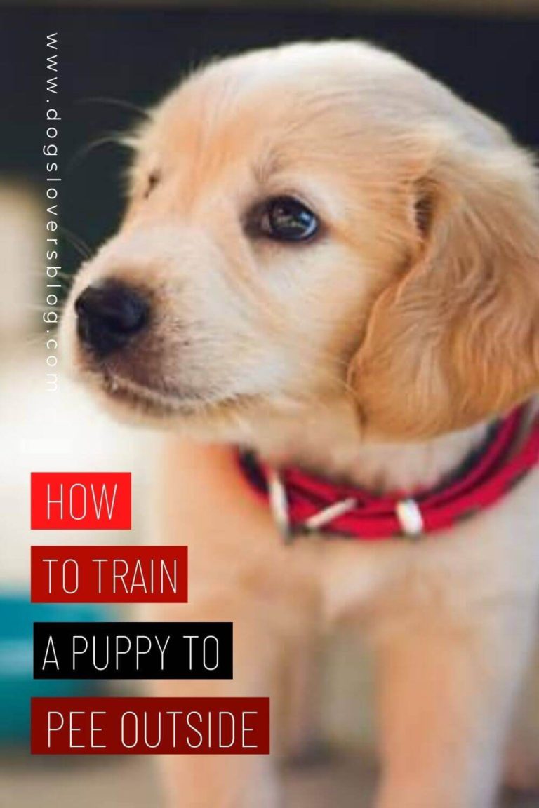 printable-puppy-potty-training-schedule