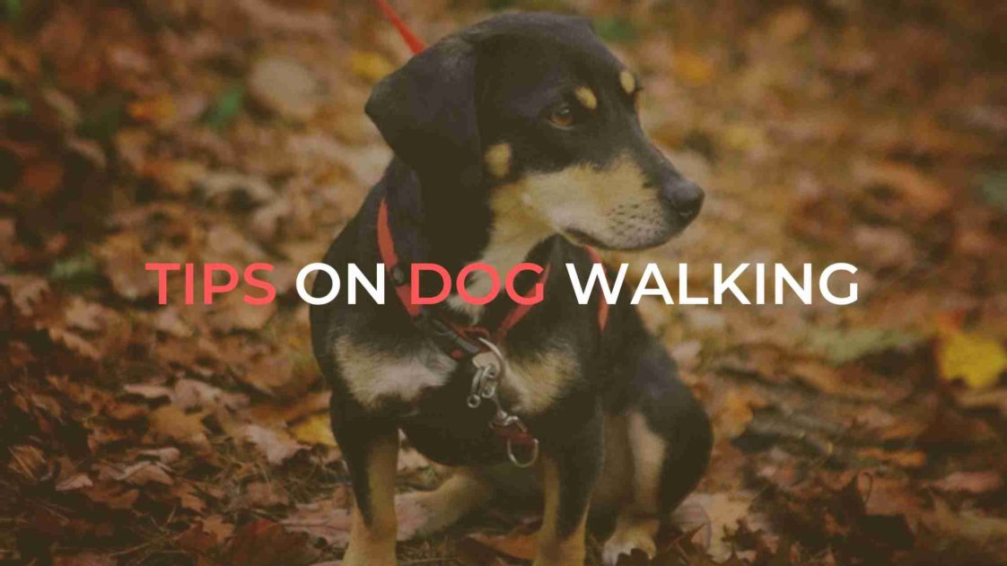 7 Tips On Dog Walking to Help You Achieve the Perfect Dog Walking Routine