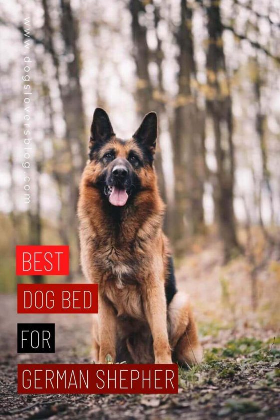 Discover The 10 Best Dog Beds For German Shepherds In 2024 (Reviews)