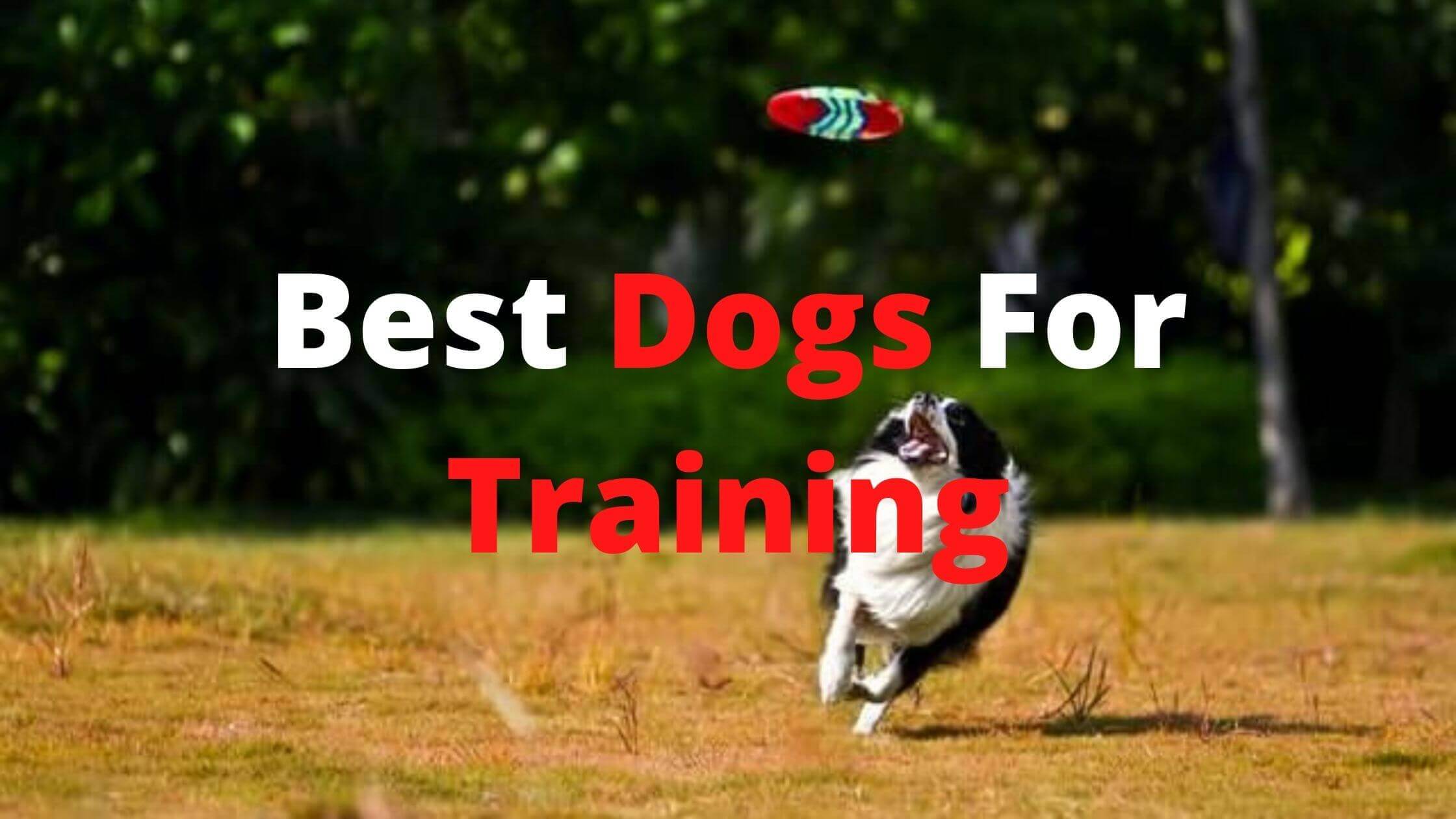 10 Best Dogs For Training – Most Trainable Dogs! (With Pictures)