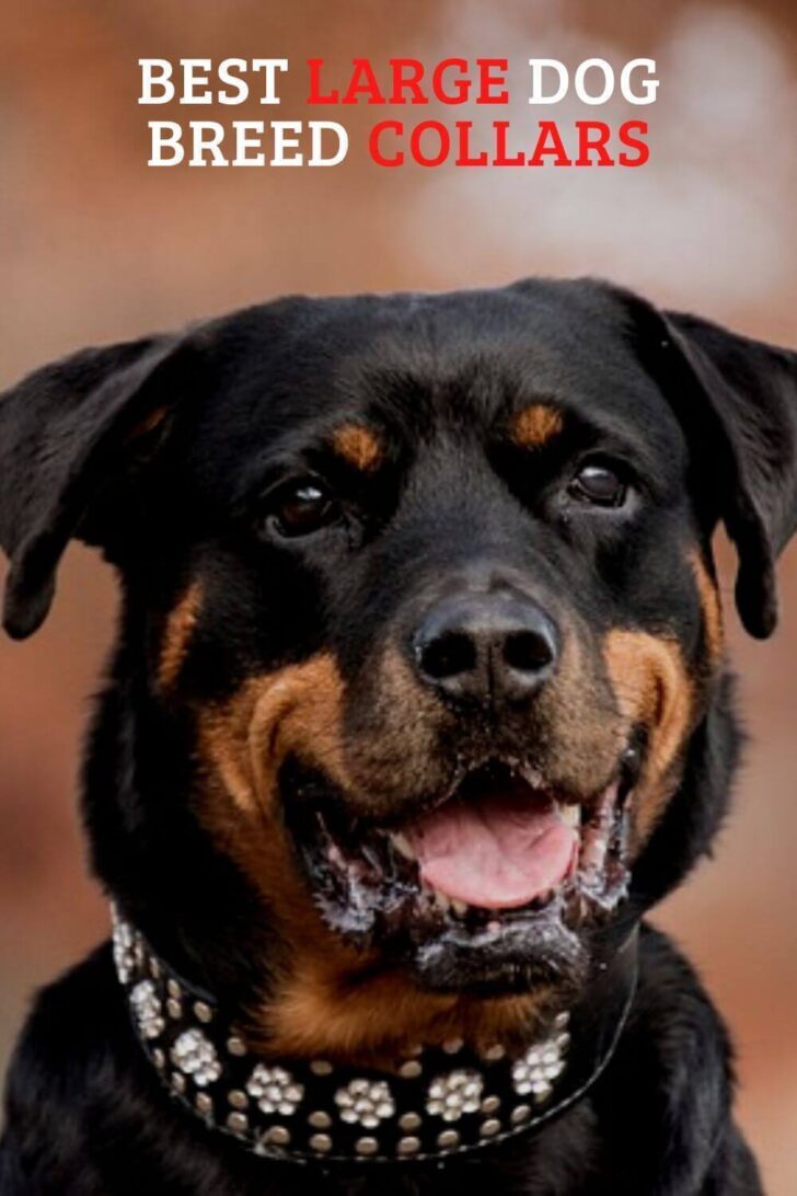 5 Best Large Dog Breed Collars: Keep Your Big Dog Safe and Stylish!