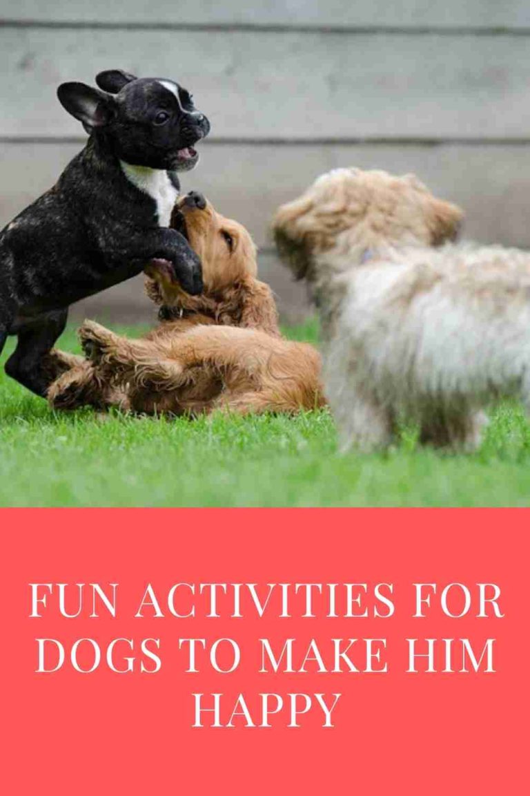 10-fun-activities-for-dogs-to-make-him-happy-the-ultimate-guide-in-2023