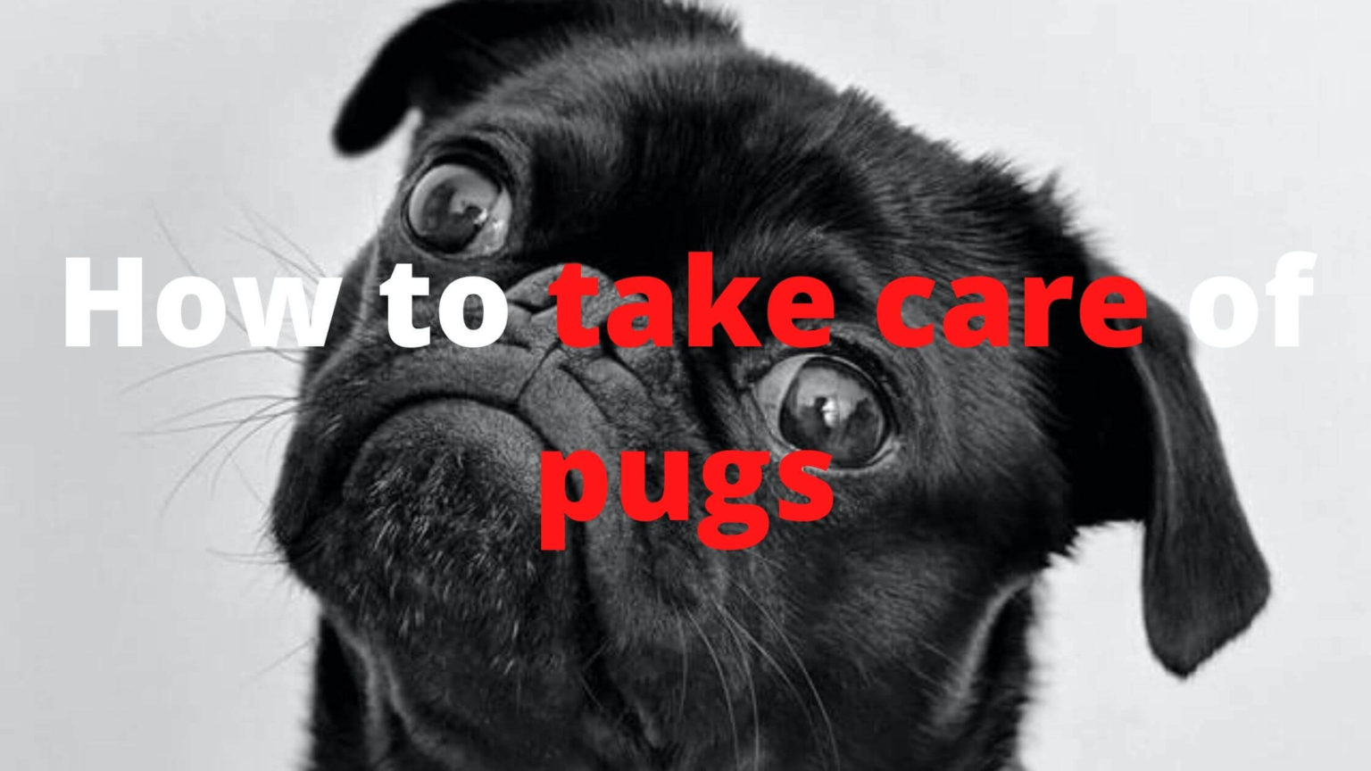 Pug Dog Breed Blog Posts | Dogs Lovers Blog