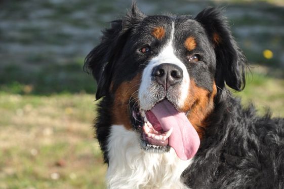 Top 9 List of Black Brown and White Dog Breeds (With Pictures 2024)