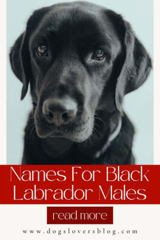 +120 Best Names For Black Labrador Males That Are Unique and Catchy