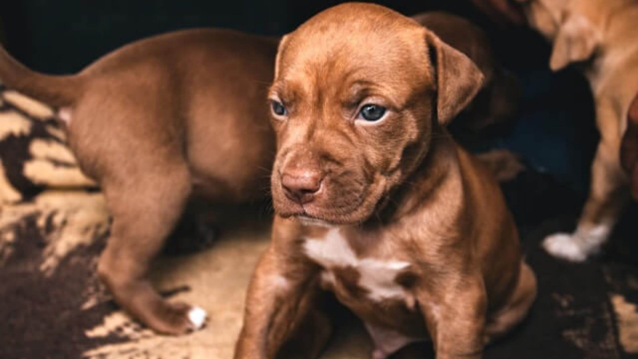 Pit Bull Red Nose Puppy 101 What You Need To Know About