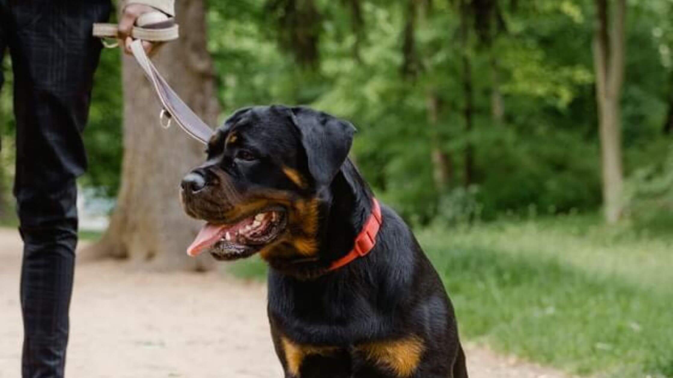 how to discipline a rottweiler puppy