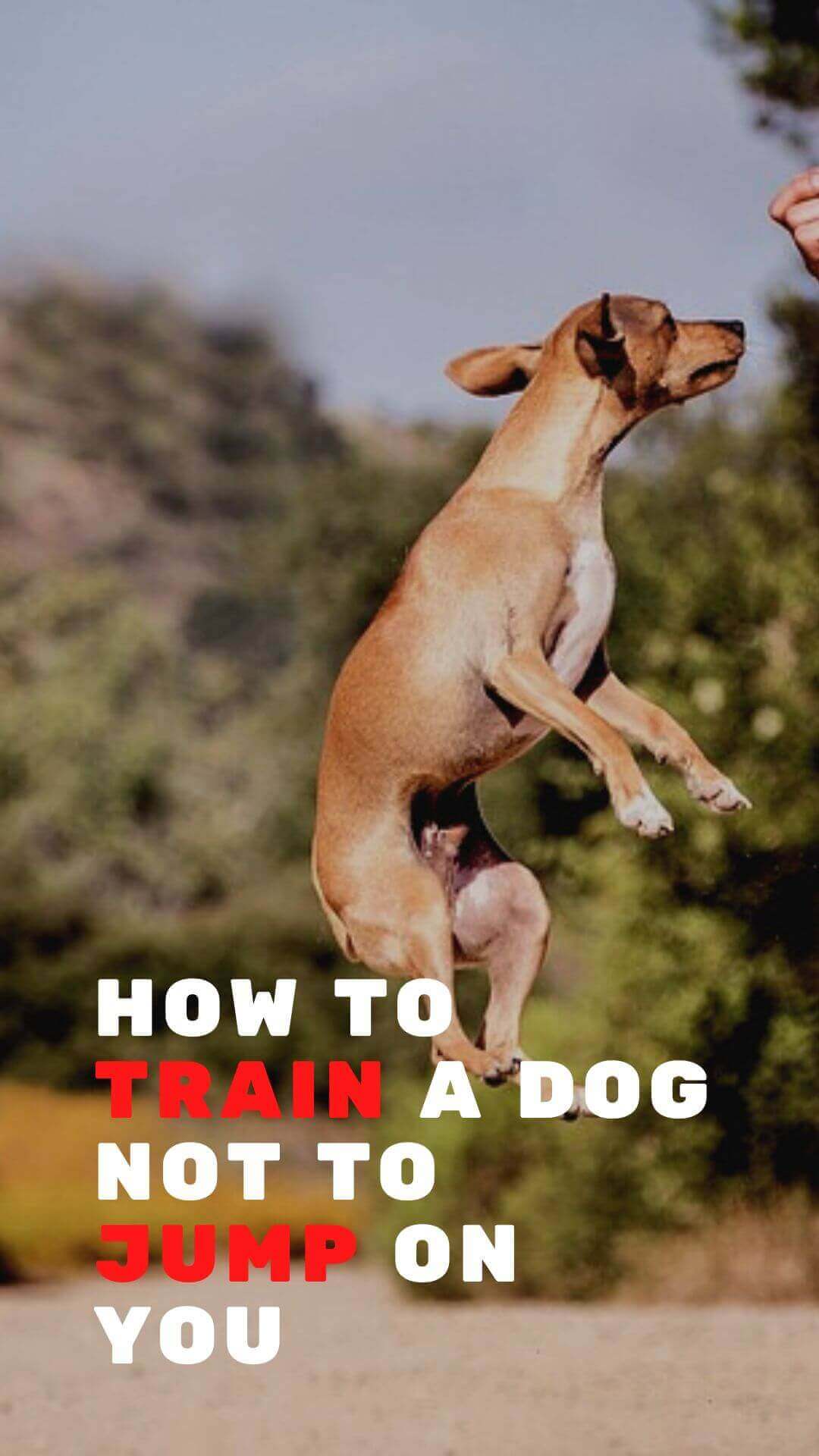 How To Train A Dog Not To Jump On You The Simplest, Easiest Method!