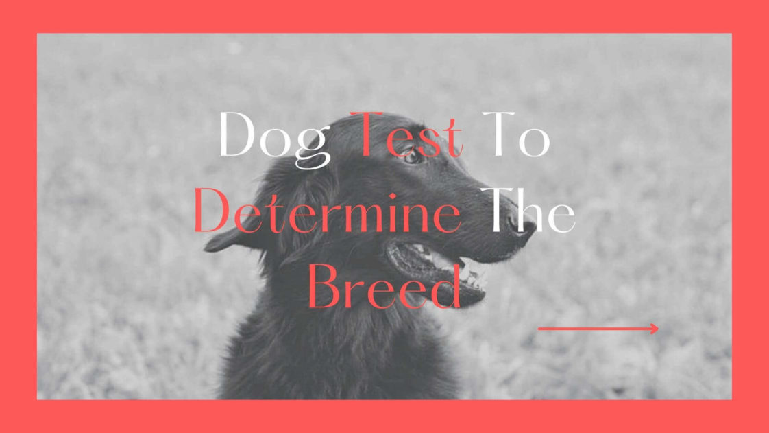 Dog Test To Determine The Breed: Guess The Dog Breed?