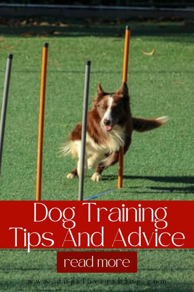 Best Dog Training Tips And Advice - Impressive Tricks You Can Teach Any Dog