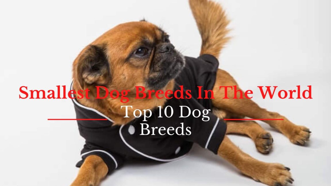 Top 10 Smallest Dog Breeds In The World You Probably Have Never Heard Of