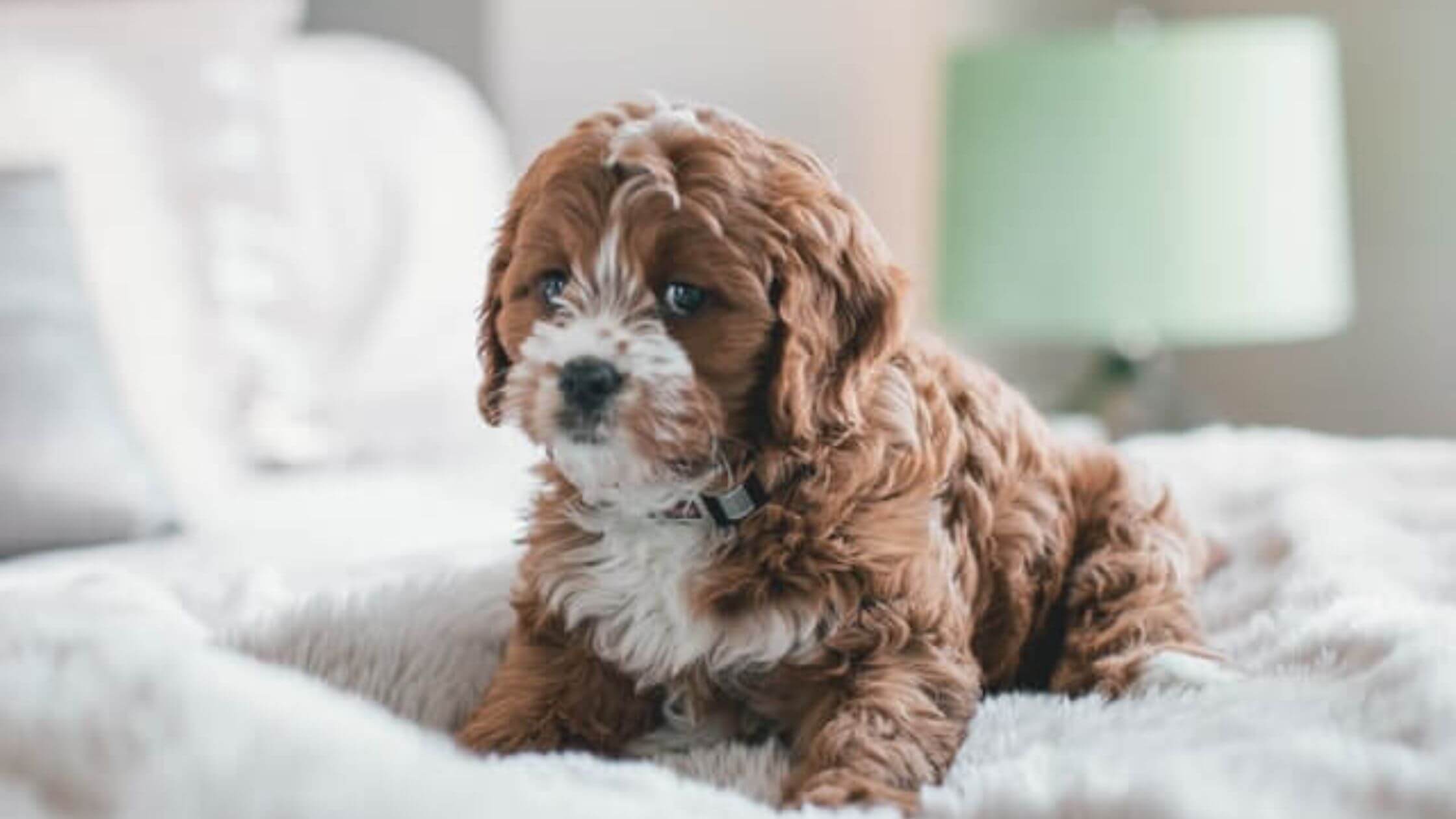 8 Best Brush for a Cavapoo in 2024 ( Our Top Picks )